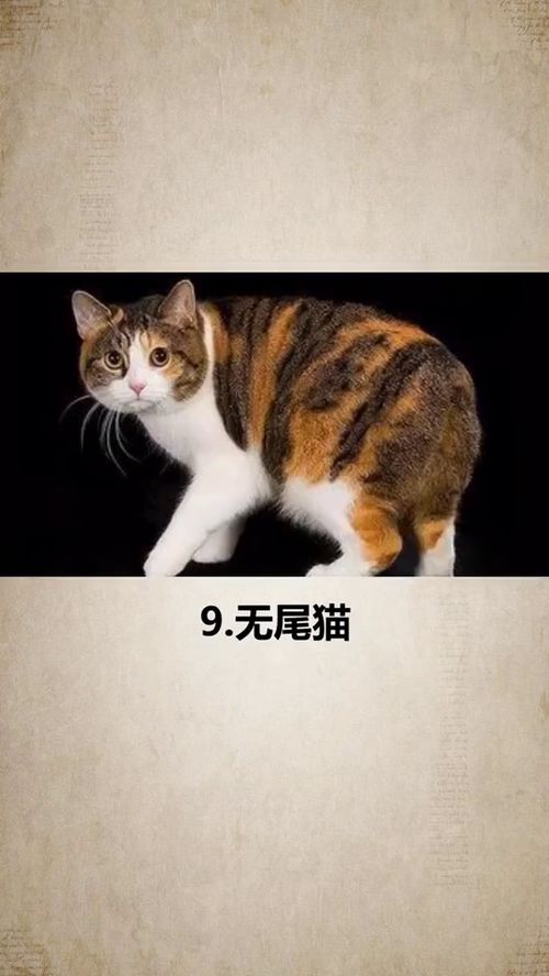 世界十大名猫排行榜