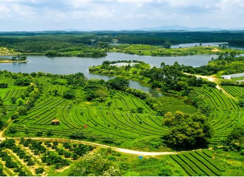 中国十大茶叶种植基地