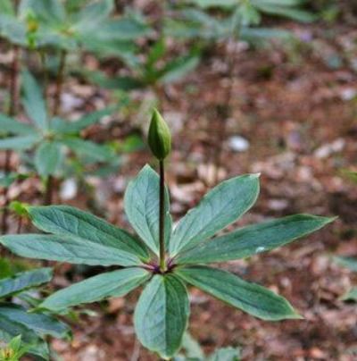 中国十大最贵植物药材